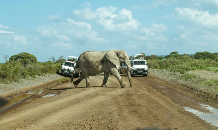 Explore Amboseli National Park - Kenya's Elephant Paradise with Mount Kilimanjaro Views