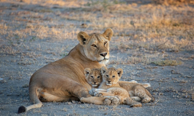 Explore Tanzania's Top National Parks - Serengeti, Kilimanjaro, Ngorongoro, & More