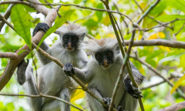 Jozani Forest - Explore Zanzibar's Red Colobus Monkeys & Mangrove Ecosystem