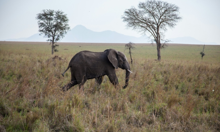 Kidepo Valley National Park - Uganda's Untamed Wilderness & Wildlife Haven