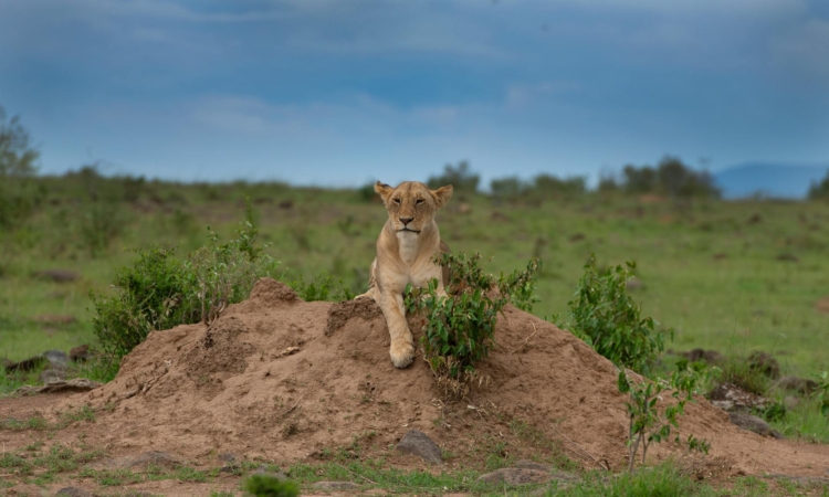 Nairobi National Park - Kenya's Wildlife Oasis on the City's Edge
