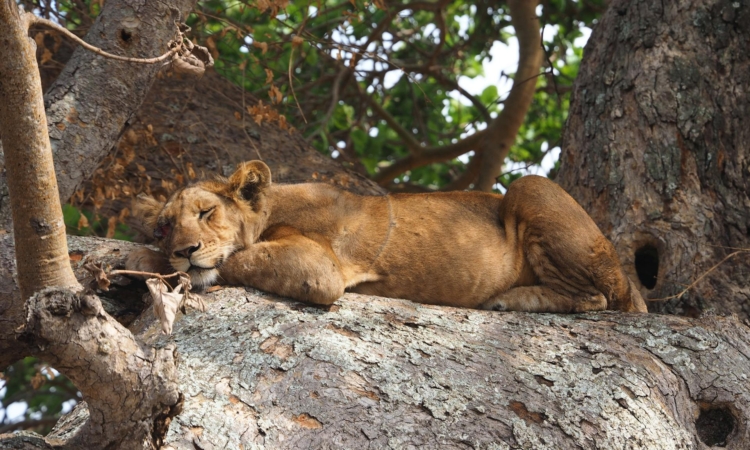 Queen Elizabeth National Park - Uganda's Wildlife & Safari Destination