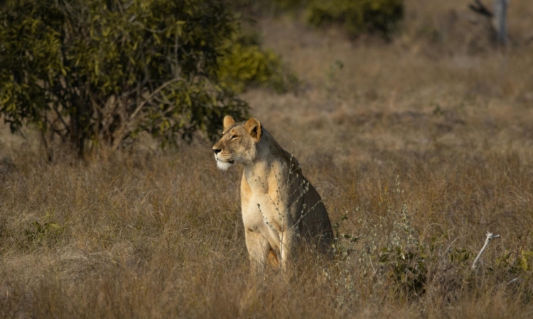 Tsavo West National Park - Wildlife Safaris, Community Tours & Rich History