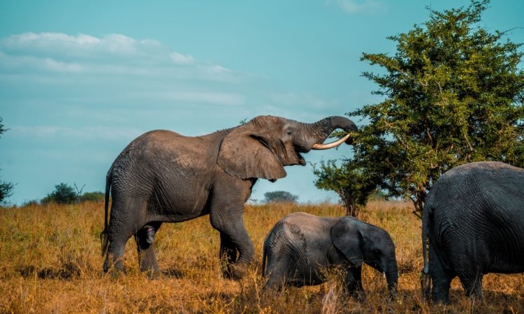 Botswana Safaris & Tours
