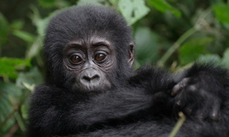 Budget Gorilla Trekking Safari in Uganda & Rwanda
