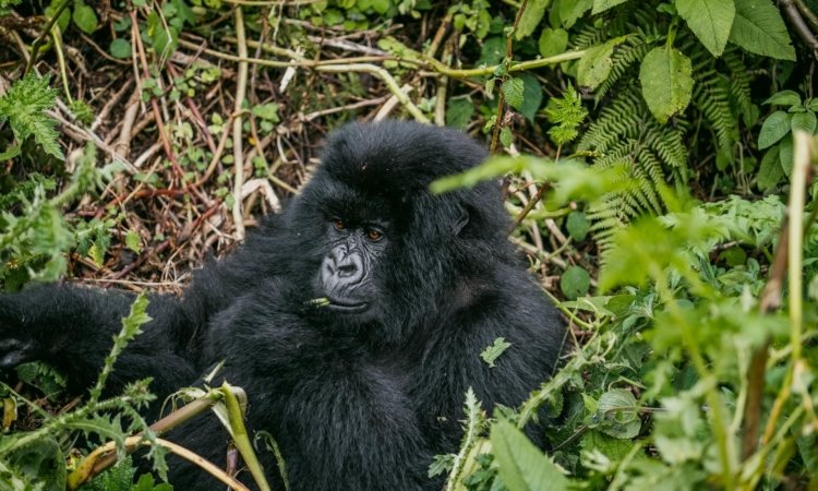 Bwindi Gorilla Trekking Tour from Kigali