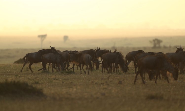 East Africa Safaris