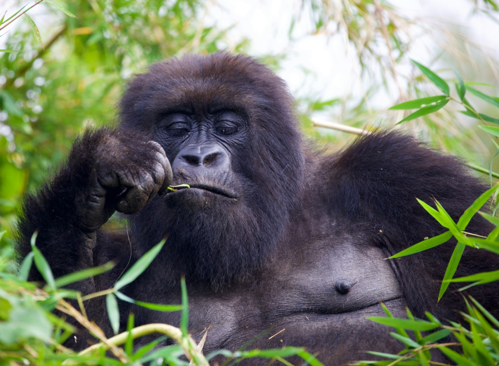 gorilla trekking cost Uganda Rwanda comparison