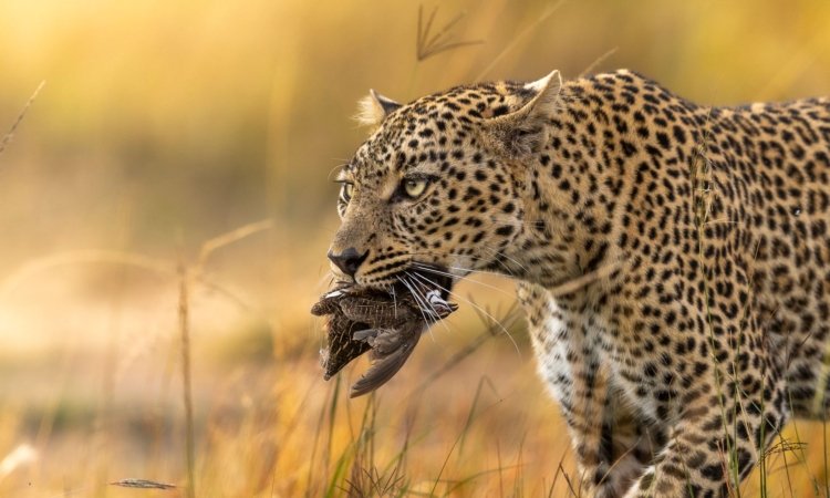 Kenya Safaris & Tours
