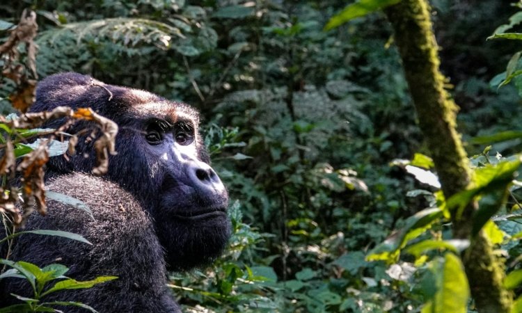 Last Minute Gorilla Trekking Safari in Uganda and Rwanda