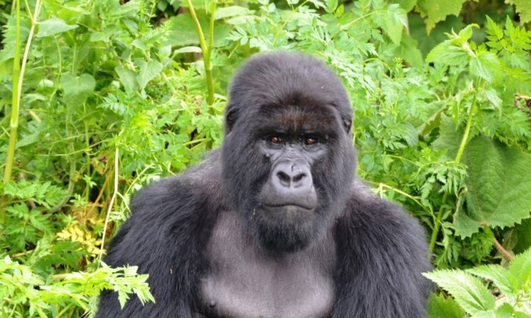 Luxury Gorilla Trekking Safari in Uganda & Rwanda