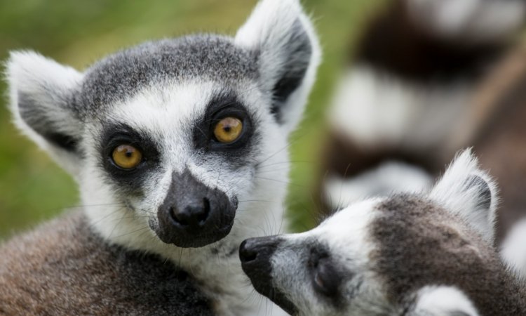 Madagascar Tours & Safaris