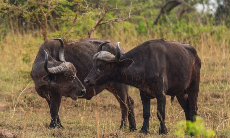 Rwanda Safaris & Tours