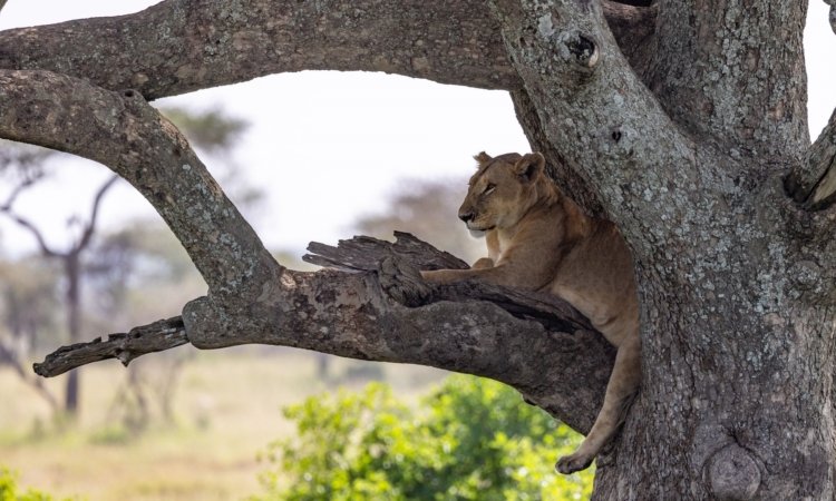 Tanzania Safaris & Tours