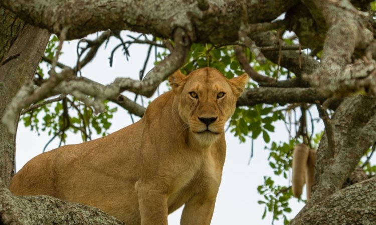 Uganda Safaris & Tours
