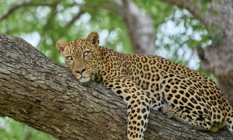 Zambia Safaris & Tours